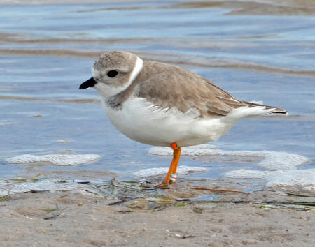 plovers piping plover birds