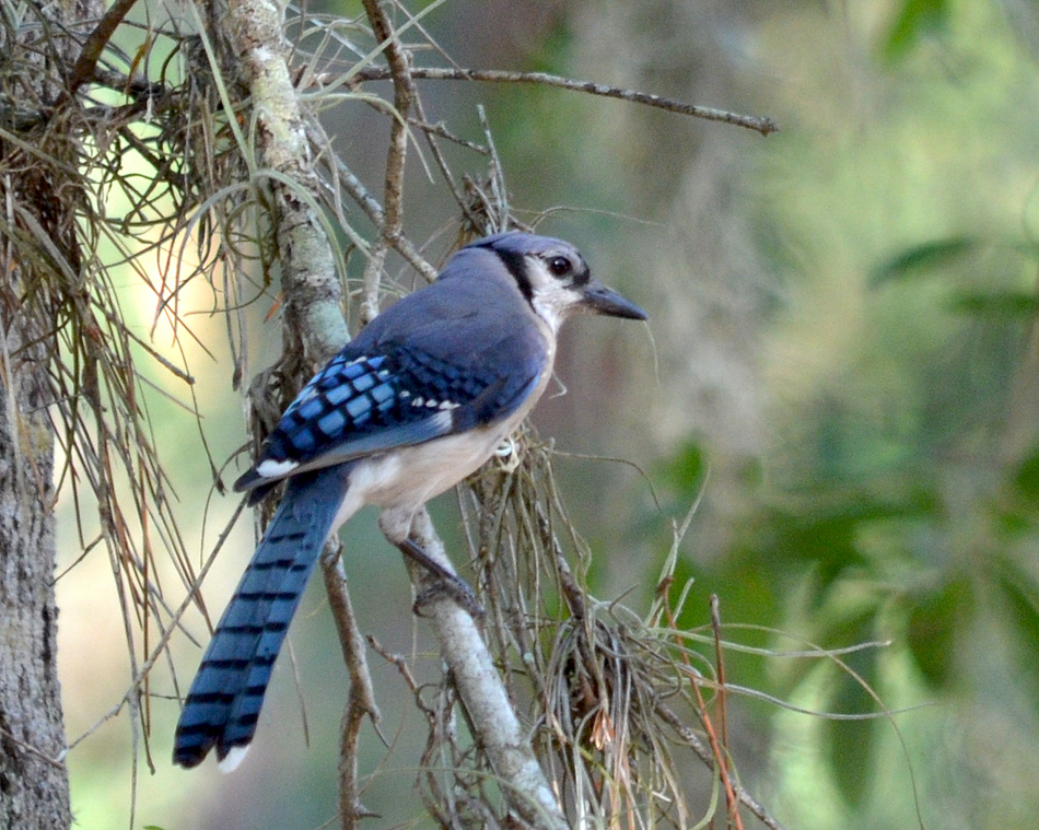 Blue Jay