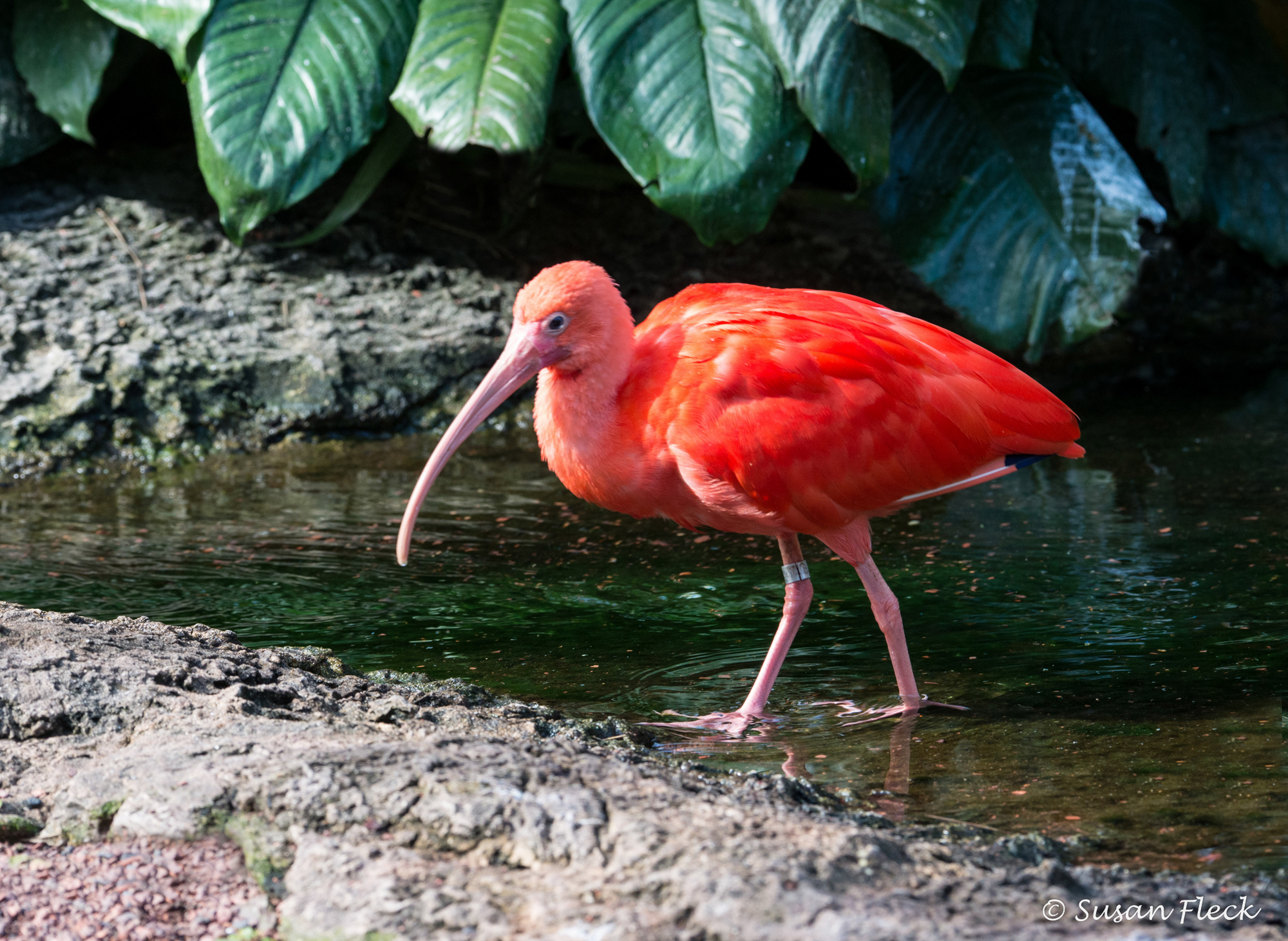 Scarlet Ibis