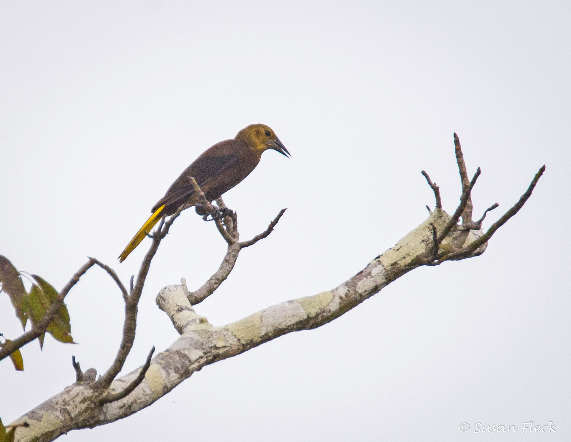 Oropendola_Russet-backed