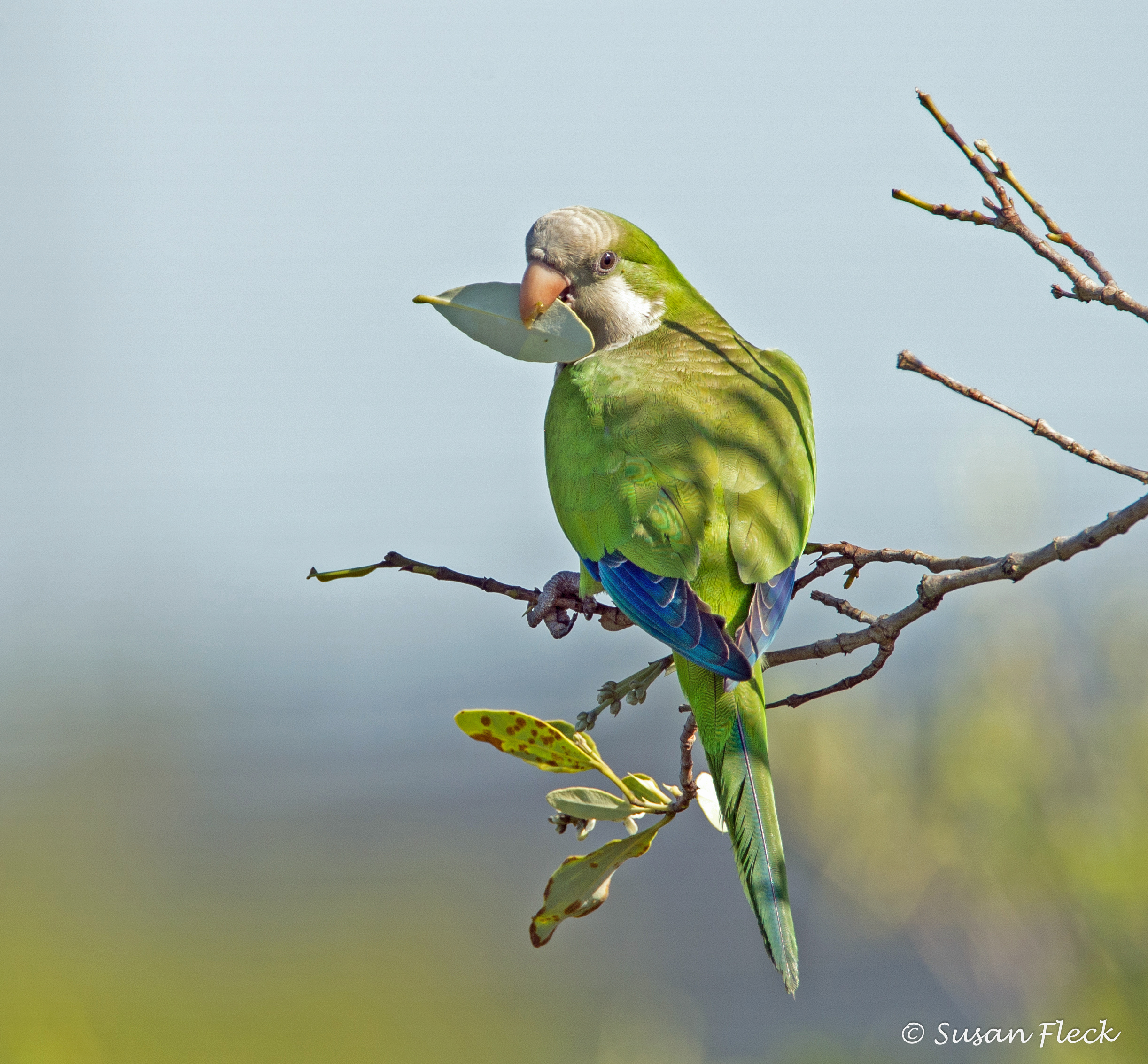 Monk Parakeet's Survival Secrets: You'll Be ASTOUNDED!