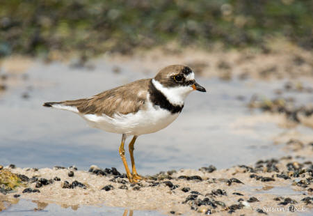 plovers plover birds